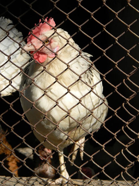 太阳的挑战 太阳的挑战